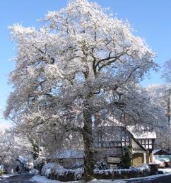 Park Lane winter 2008